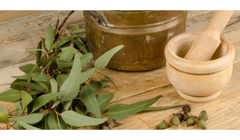 Eucalyptus Essential Oil: 5 Benefits You Should Know