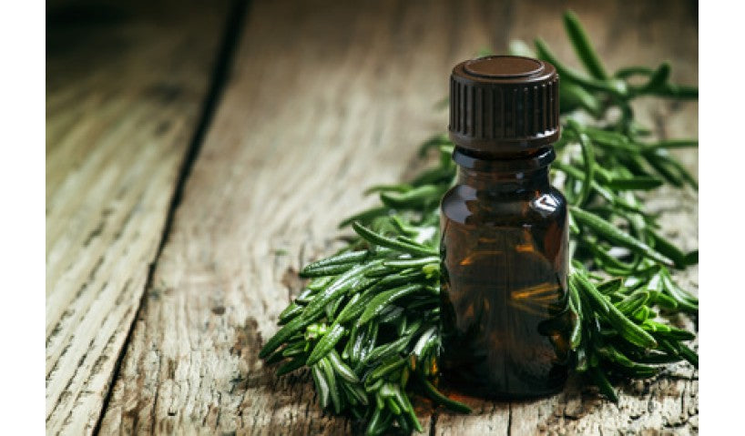 Health Uses of Organic Rosemary Essential Oil