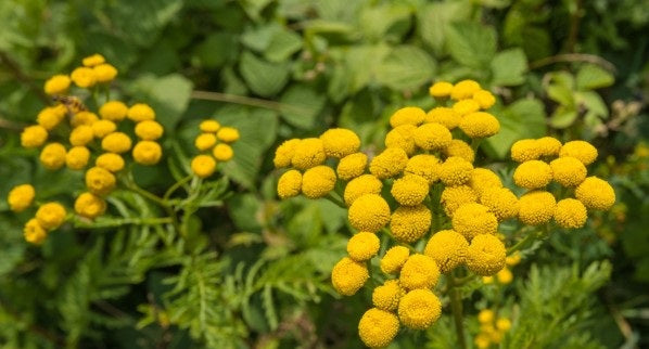 4 Amazing Benefits of Blue Tansy Essential Oil