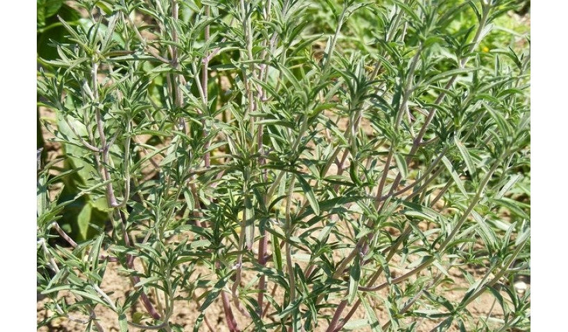 Thyme Essential Oil: A Lot More Than Culinary Herb