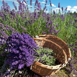 Advantages of Bulgaria Lavender Essential Oil