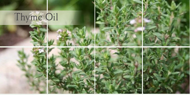 Thyme Essential Oil for Animal Feed
