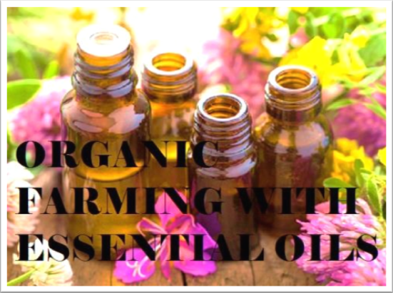 Essential oils - Eco-Friendly Fertilizers and Bug Killers