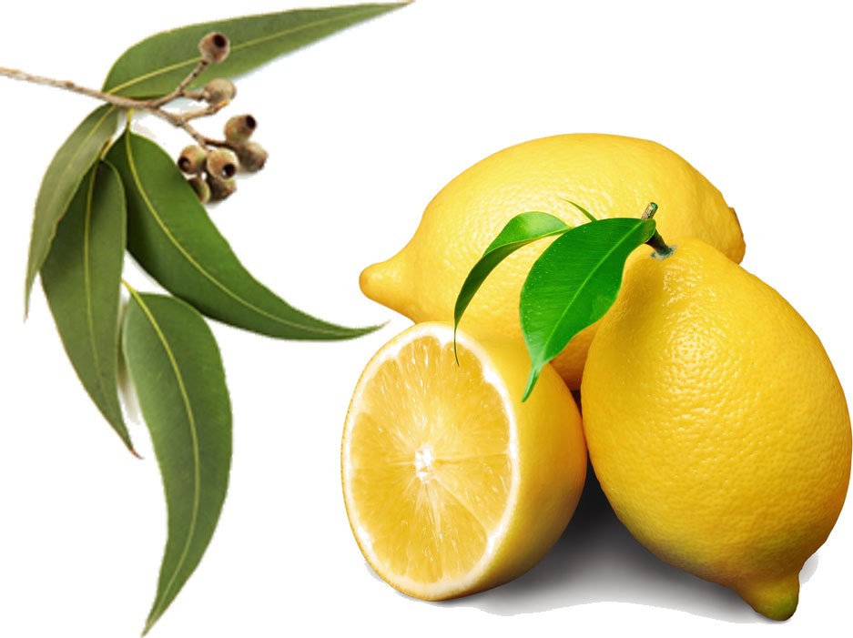 Eucalyptus Lemon Essential Oil - A Therapeutic and Healing Formula for Respiratory System