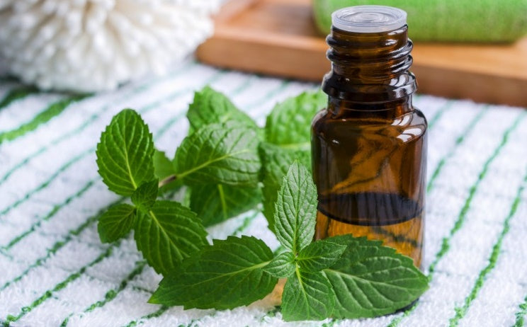 Best 5 Uses Of Peppermint Essential Oil