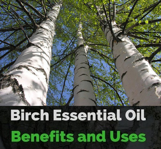 Birch Tar Essential Oil - One Solution To All Your Health Worries