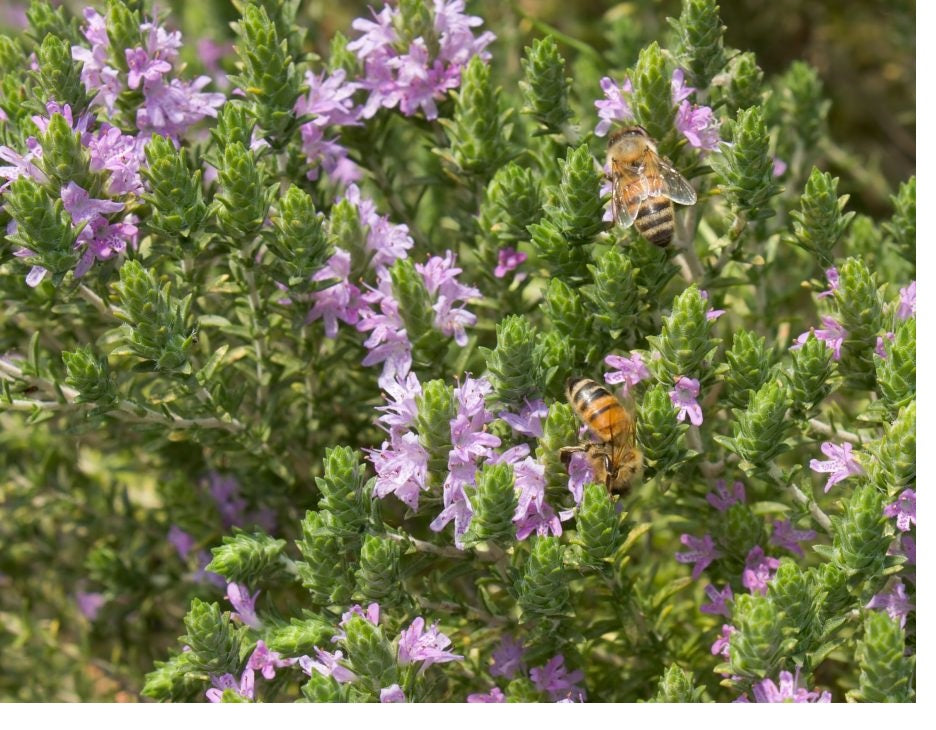 Thyme Oil - Bee Industry